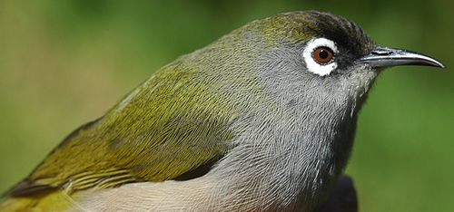 Réunion olive white-eye